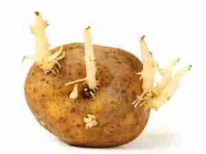 A chitted potato with bad buds - fragile, long and easy to break