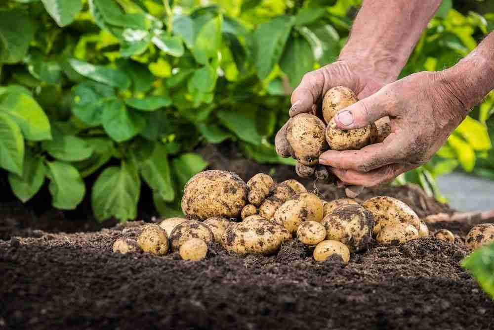 Choosing Where To Plant Potatoes