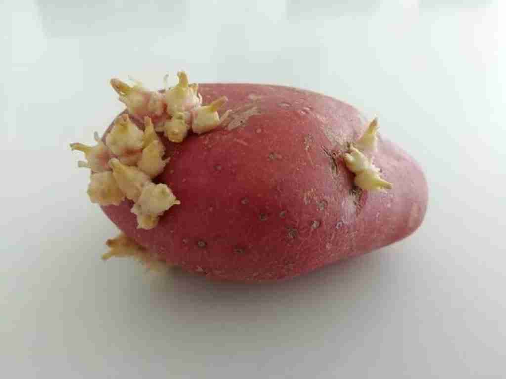 a picture of a red "Rooster" potato showing the buds sprouting from the eyes