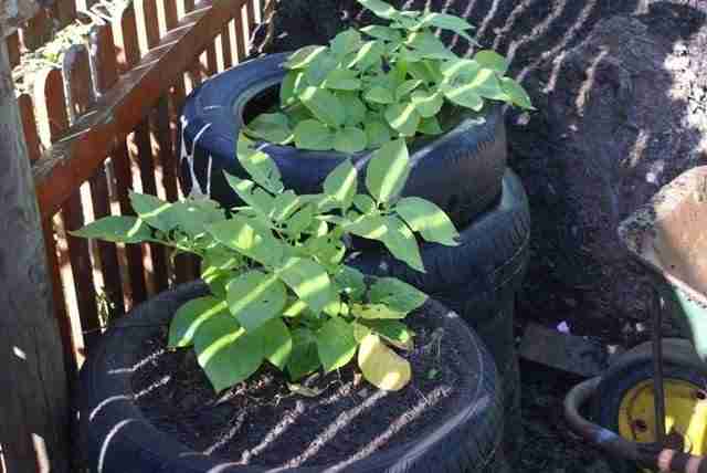 potatoes growing in tires