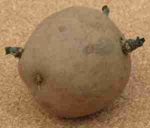 An example of a chitted potato with perfect buds - green and less than 1/2 inch long.