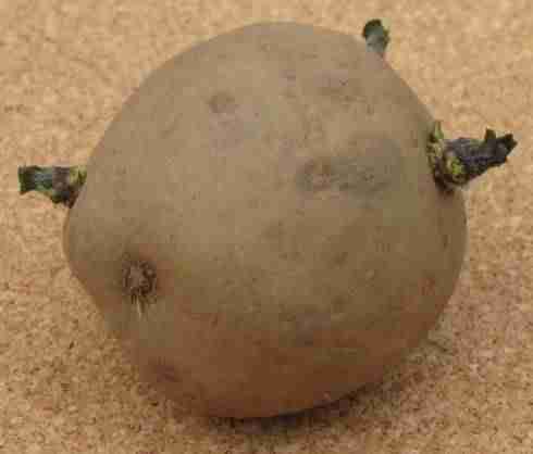 a picture of a seed potato with 3 short green buds or chits - ideal for planting into soil