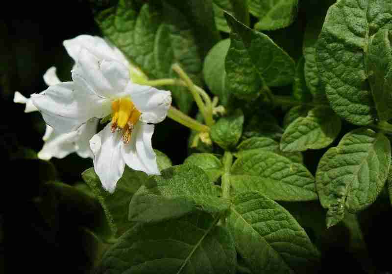 homemade potato blight spray
