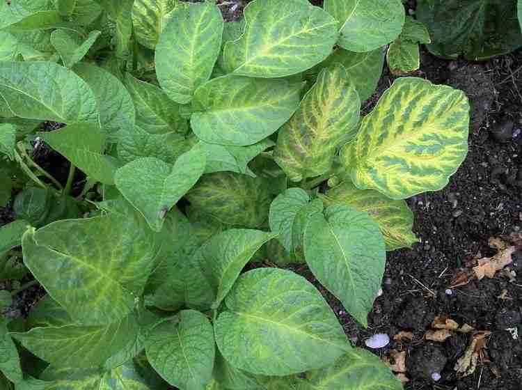 how much sunlight do potatoes need