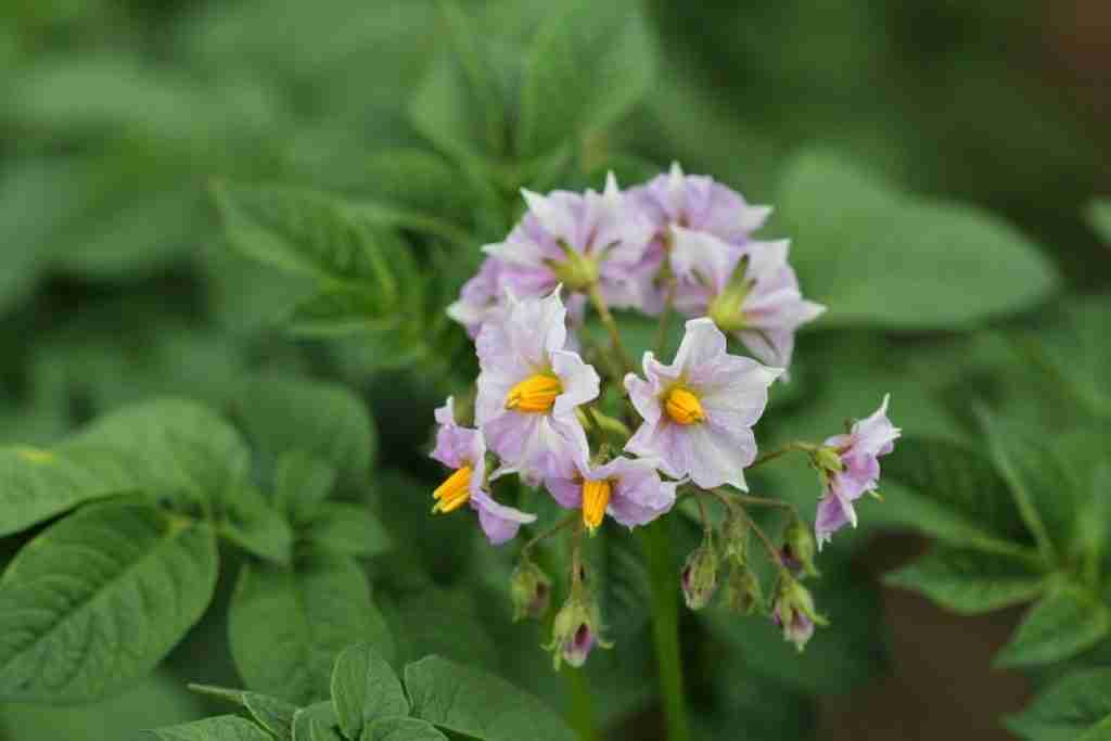 how to grow potatoes in a bucket