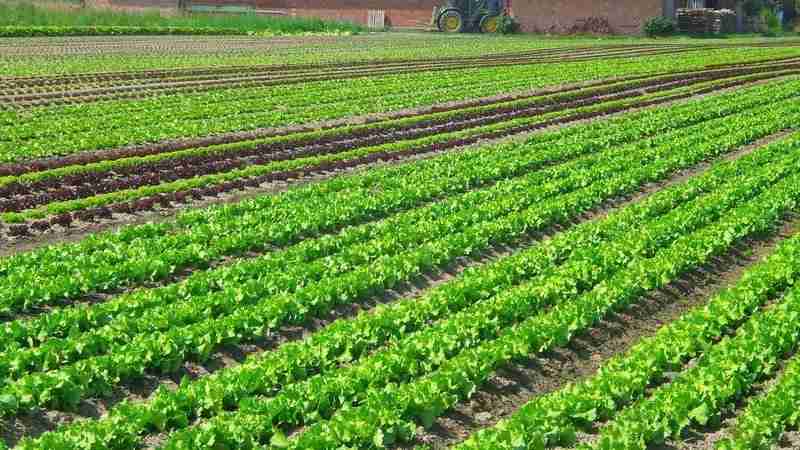 how to raise ph in soil fast