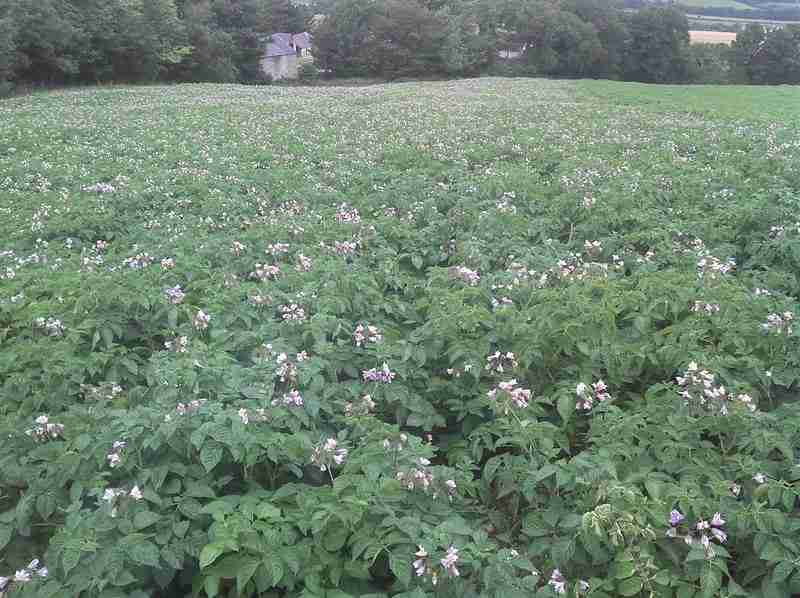 how to store potatoes from the garden