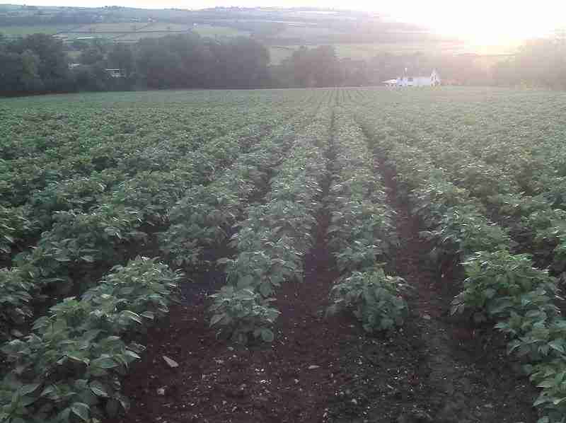 the best tasting potatoes to grow