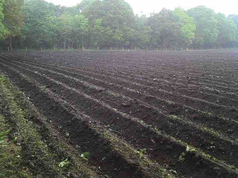 what to spray potatoes with to control weeds