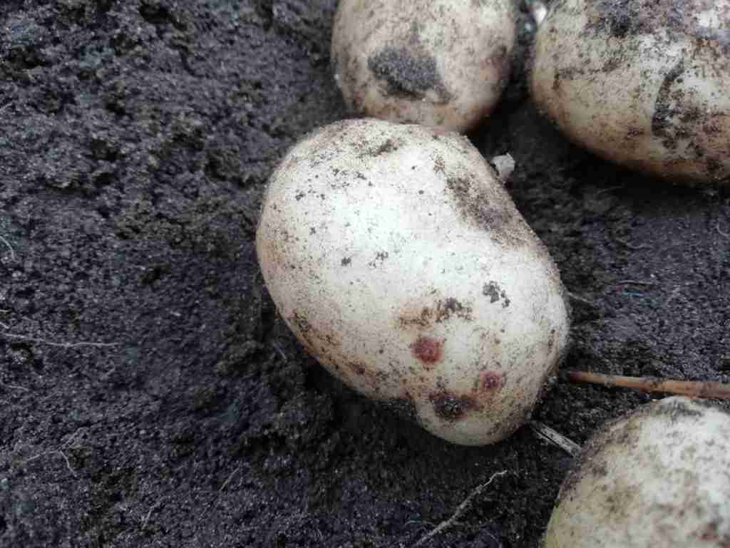 how often to water potatoes