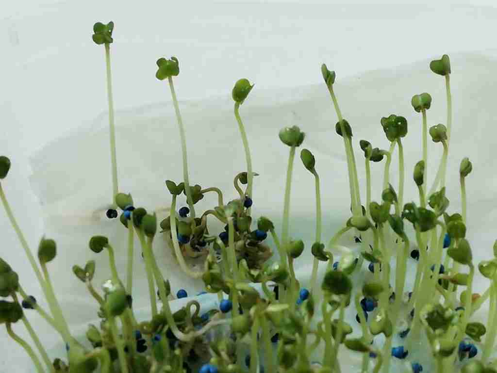 swede seeds sprouting from blue coated treated graded seeds, showing the seed cracking open and the sprout coming out