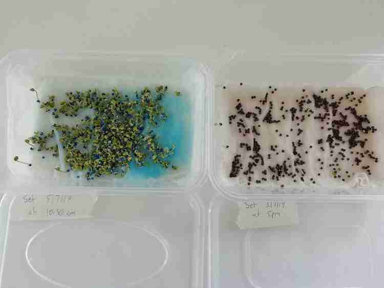 a seed germination experiment - how long it takes for old seeds vs new seeds to sprout