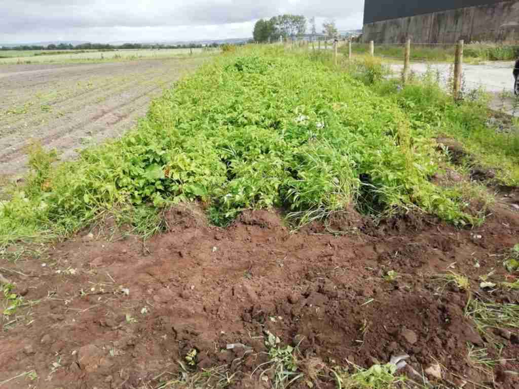 level soil behind potato drills for spreading