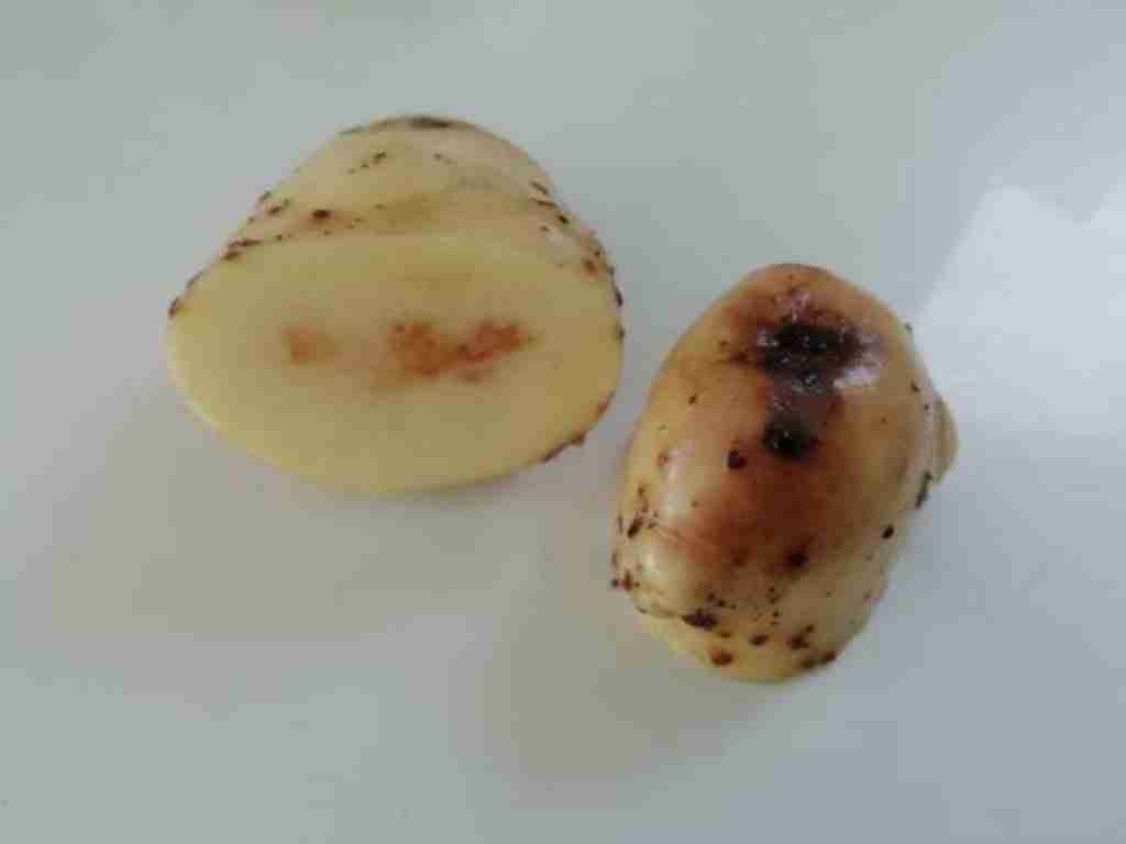 a potato affected by late blight fungus