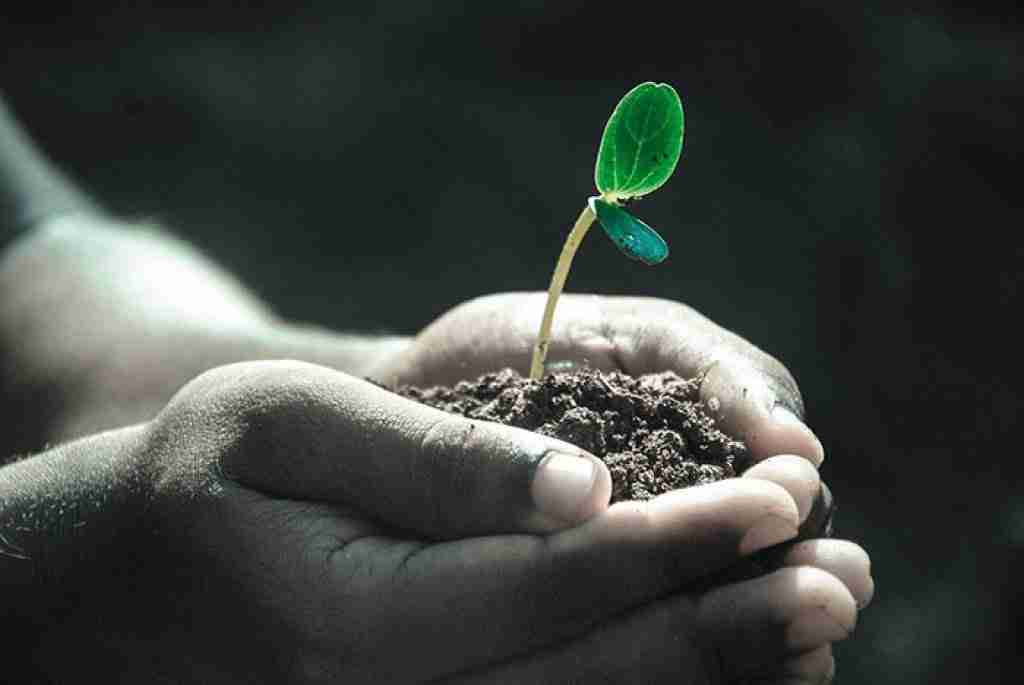 a man holding a plant