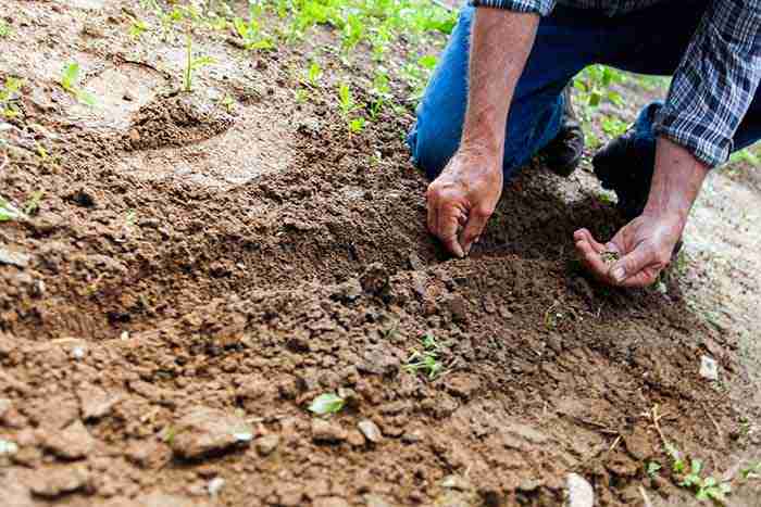 a man sowing seeds into tilled soil