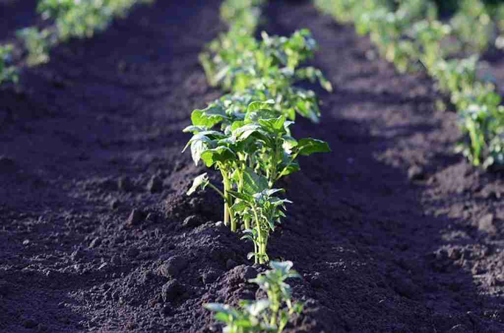 field potato harvest landing