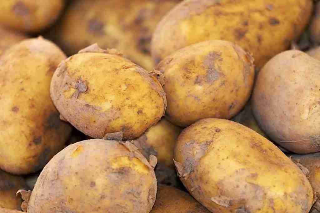 potato new crop