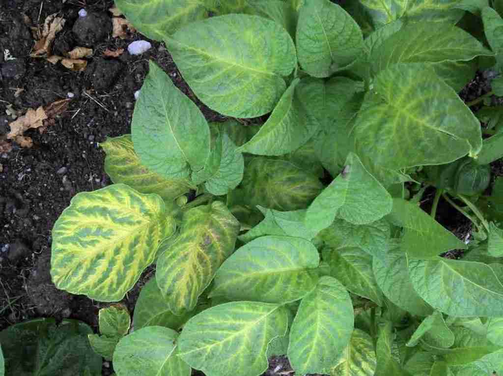 A potato plant with leaves which are turning yellow caused by lack of magnesium