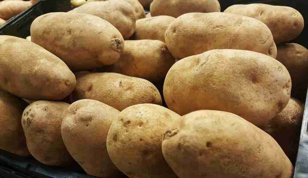 Potato Variety Russet Burbank: origin and characteristics