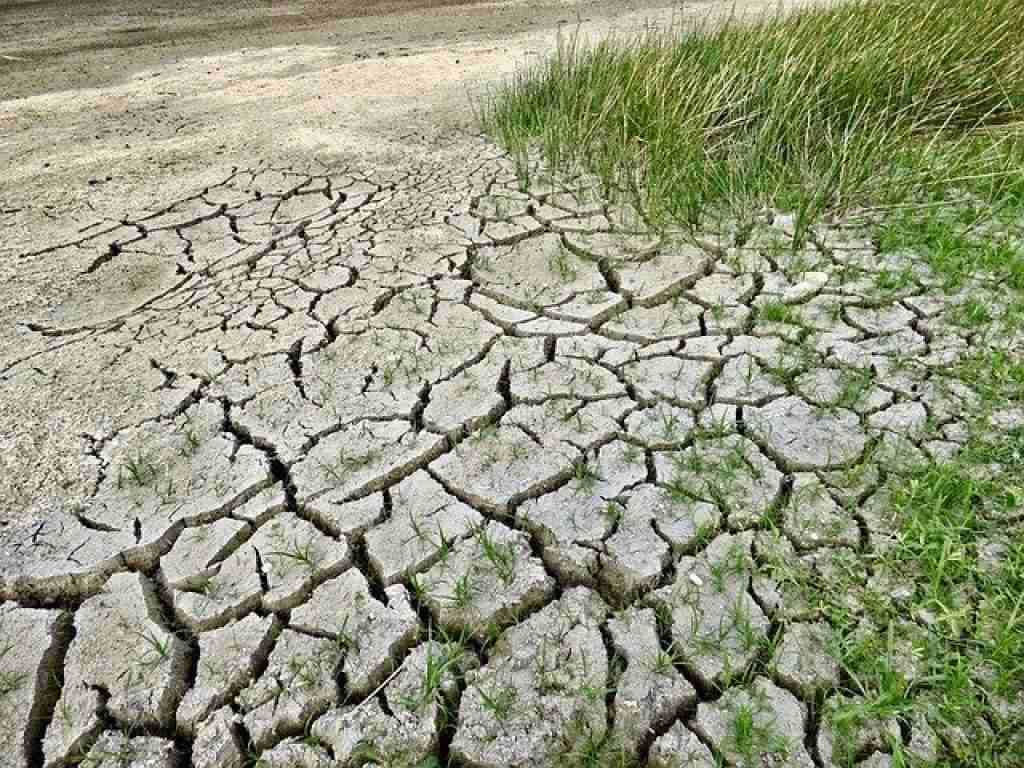 very dry land, soil with crops growing badly on it