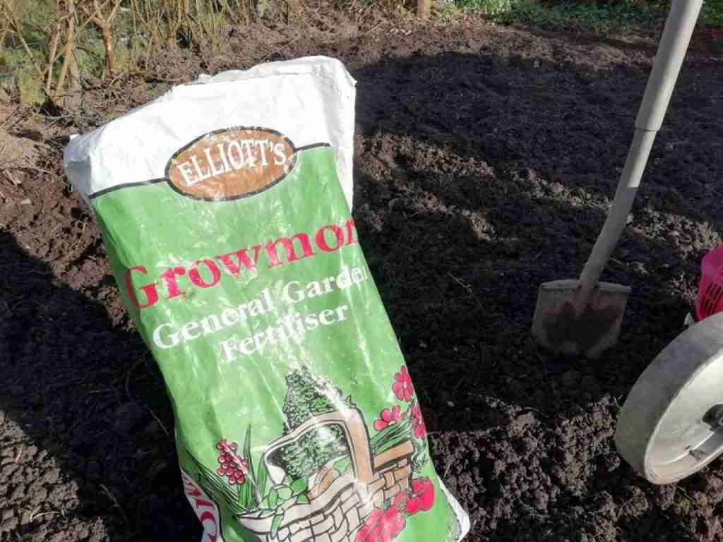 A bag of phosphorous Fertilizer being applied to potatoes in a vegetable garden