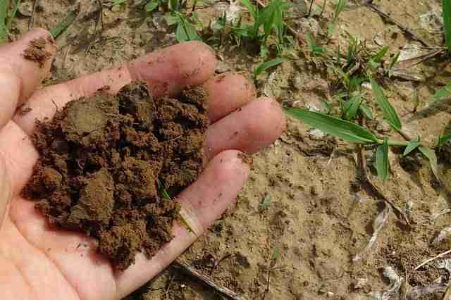 mans hand holding sandy soil needing compost