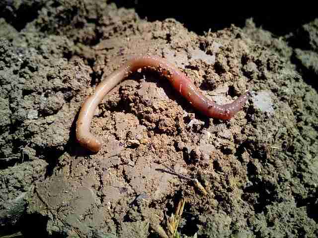 worm sitting on soil