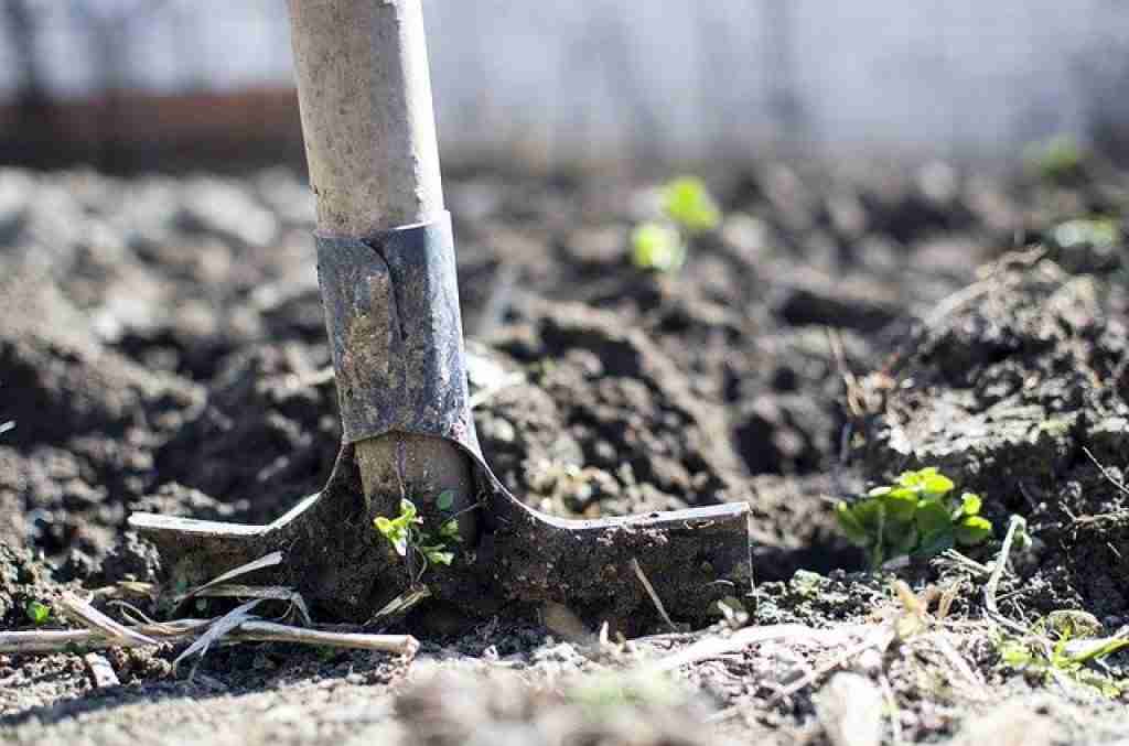 a gardener digging soil in his vegetable garden with a spade