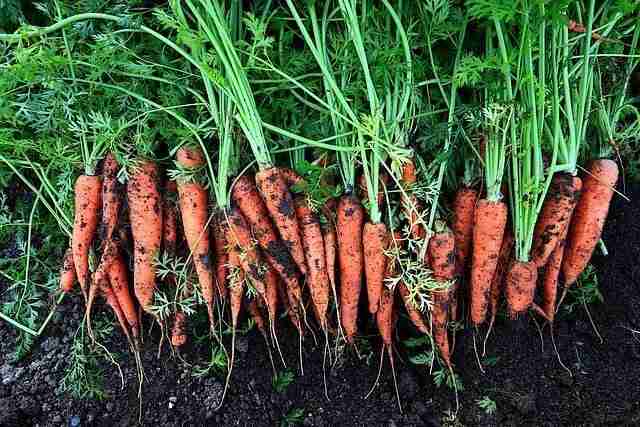 a large bunch of carrots freshly pulled out of sandy soil