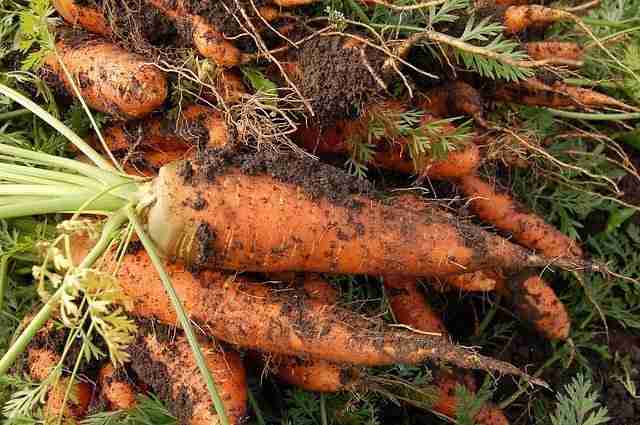 sandy soil sticking to a bunch of carrots