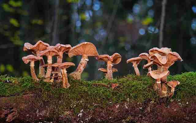 Fungi growing on a tree branch in a forest