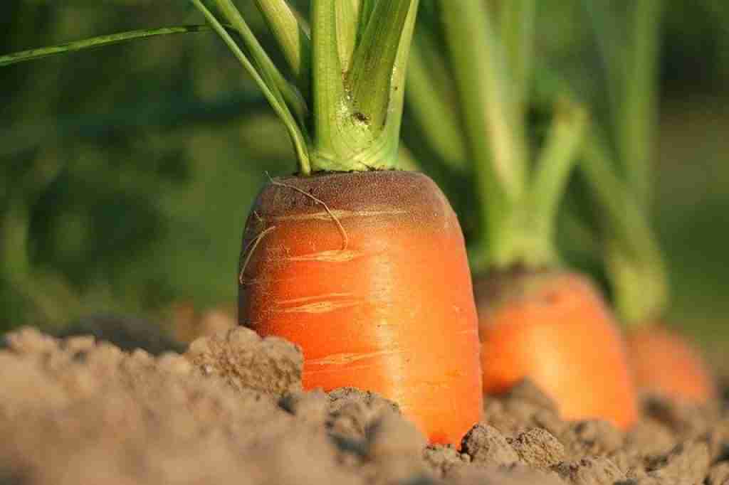 carrots grown in sandy soil