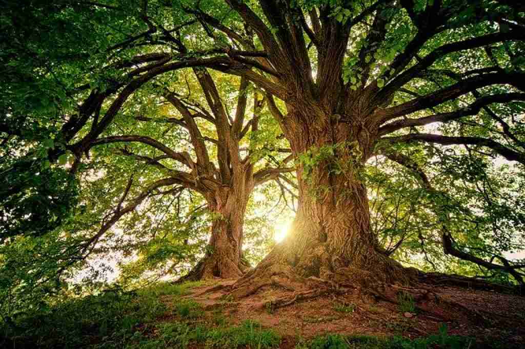 a fully grown oak tree after many years of growth