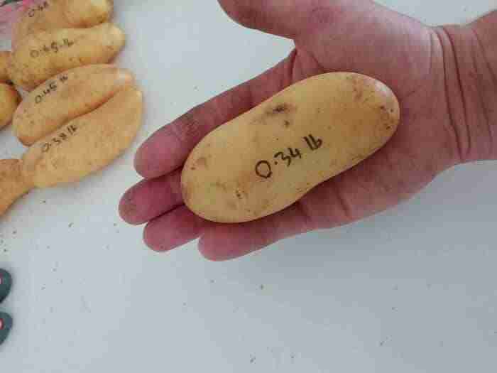 a medium sized white potato in the palm of a hand with its weight 0.34 lbs written on the potato