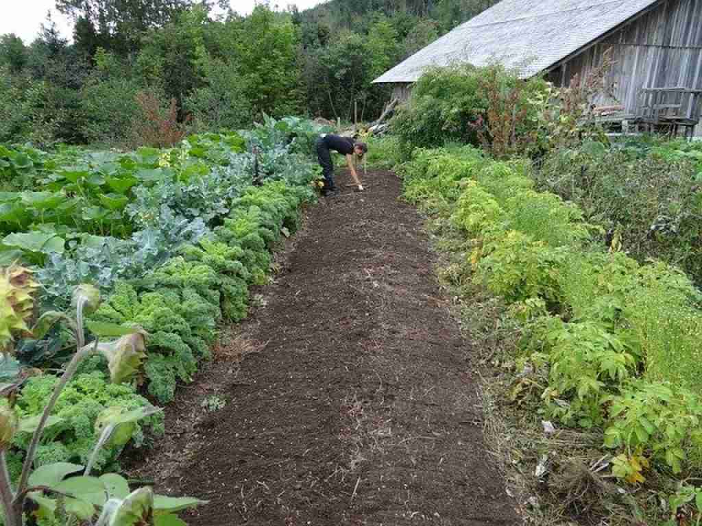 vegetables growing very well, not growing slowly