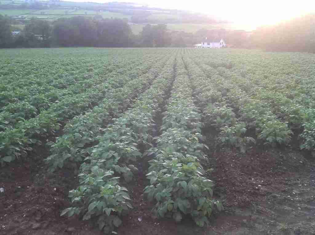 a field of very healthy potatoes growing well