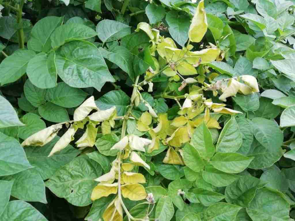 potato plant becoming ready to harvest leaves chaning from green to yellow as the plant dies