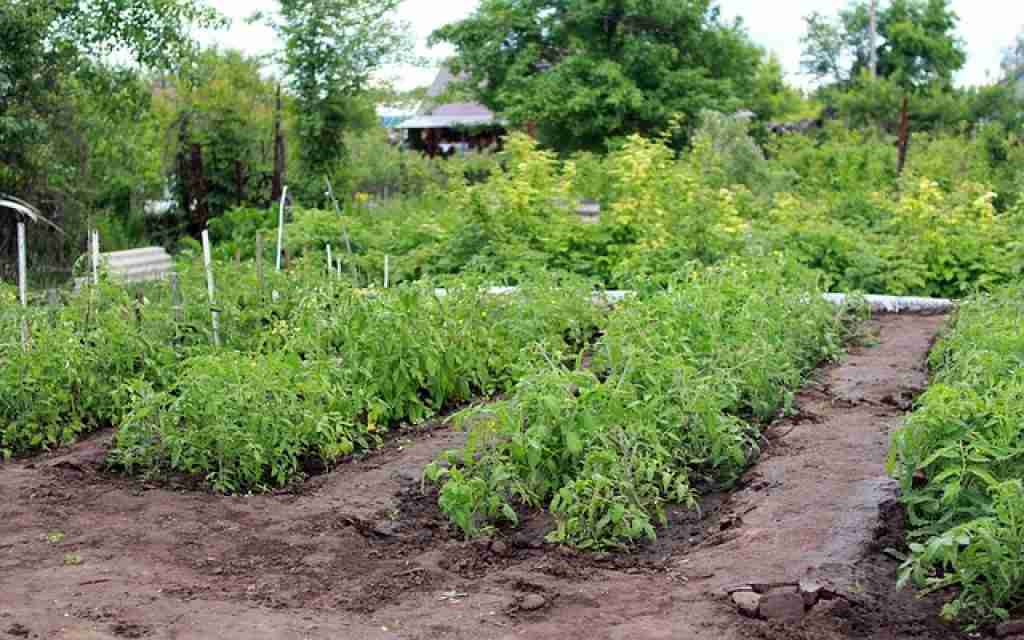 potato plants grown in the garden