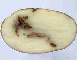 The flesh inside an infected potato will have brown, dry, cork-textured rings