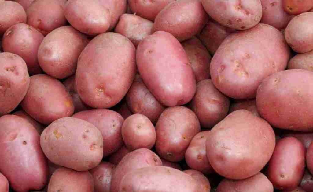 red desiree potatoes