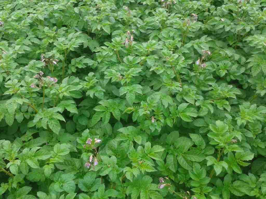 Maris_Piper potato plants growing in a field