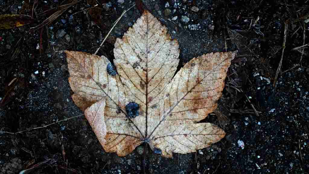 leaf compost food for worms