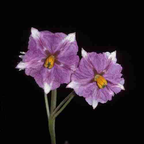 Maris piper plant flower