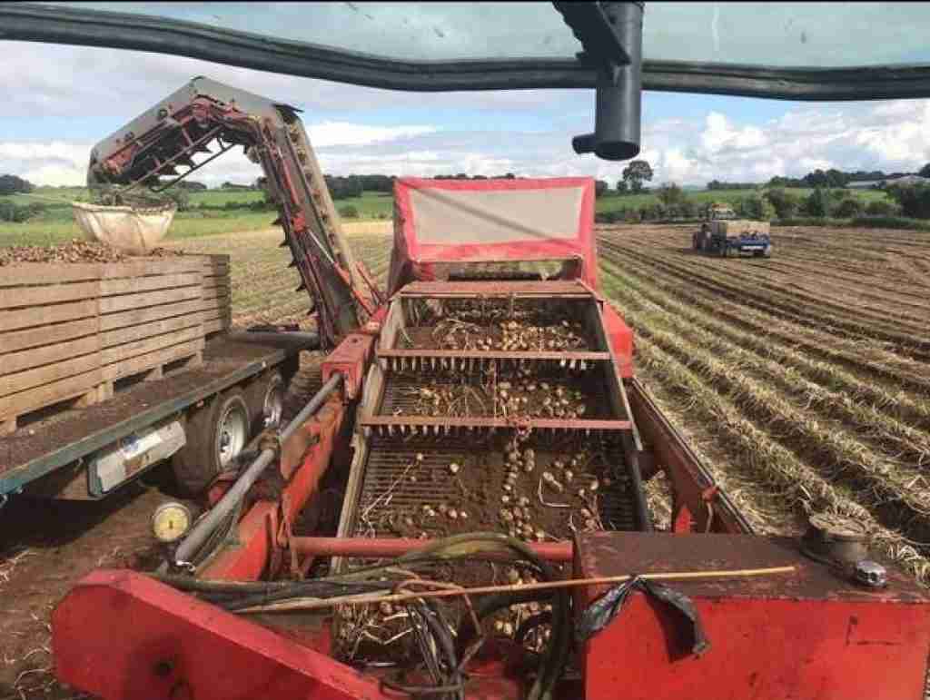 How a potato harvester works