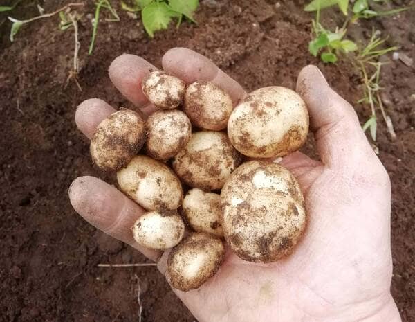 how many potatoes grow from one seed potato