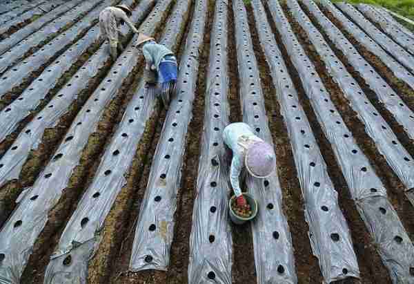 how far apart to plant potatoes