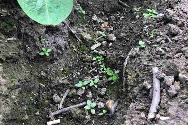 slugs and snails eating potato plants