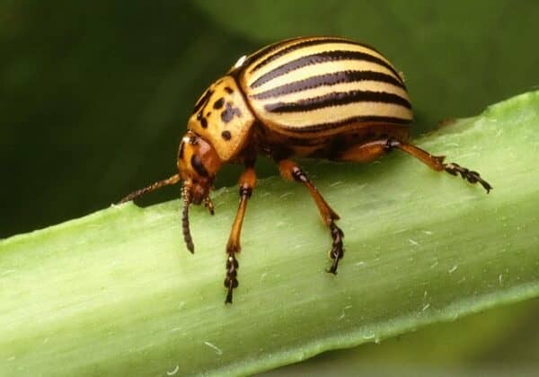 a photo of The Colorado Potato Beetle on a potato plant