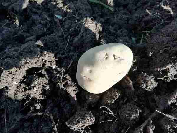 a potato being planted into soil with the buds facing upwards